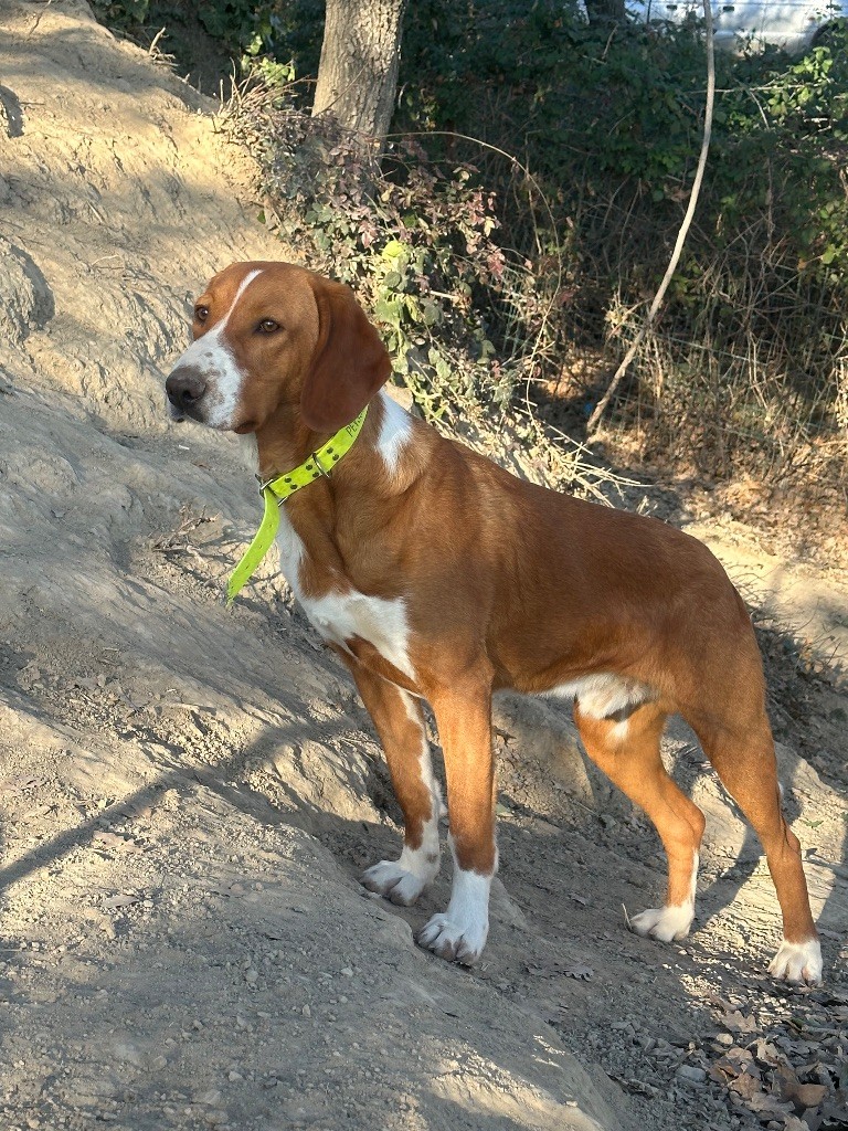 Vainqueur Vom Feder Maler