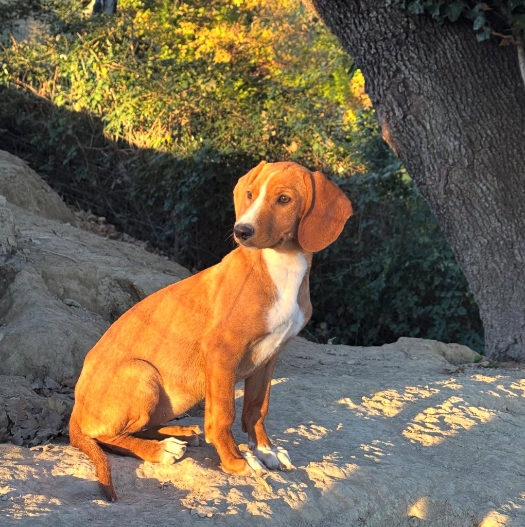 Appy Des Caunes Hautes