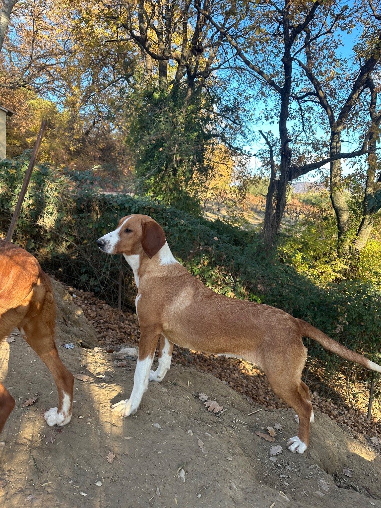 Volga Vom Feder Maler